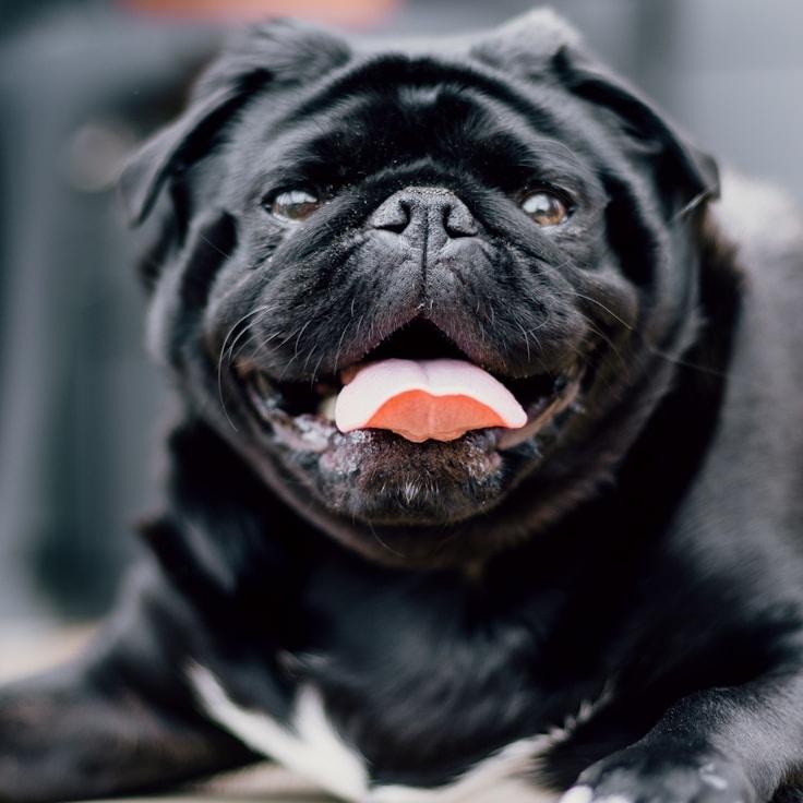 Portrait of Aiden Roche, community mentor and Italian cuisine specialist